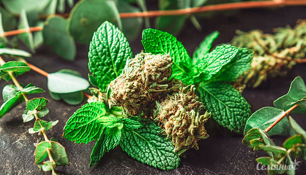 Влияние терпенов на аромат, эффект и лечебные свойства конопли Терпен эвкалиптол (цинеол)