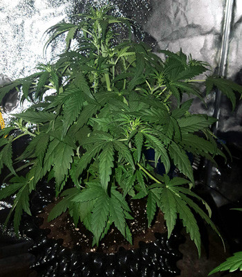 Куст Auto White Widow на 4 неделе