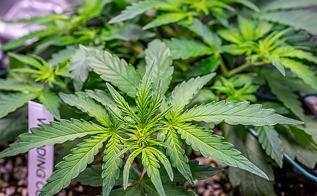 Куст Wedding Cheesecake Auto на 4 неделе выращивания Гроурепорт сорта конопли Wedding Cheesecake Auto