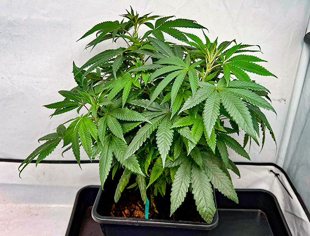 Куст Marshmallow OG от Compound Genetics на 9-10 неделе