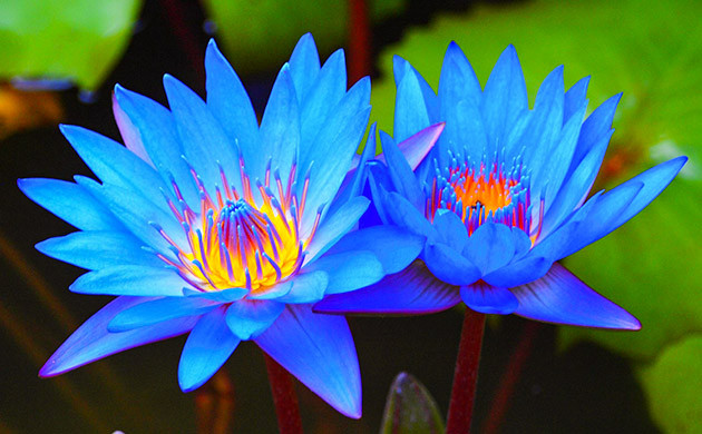 Растение голубой лотос Голубой лотос