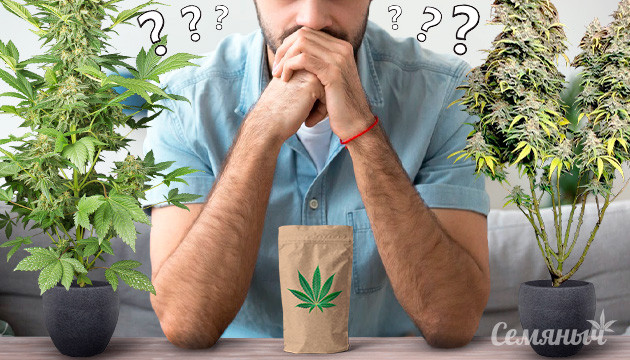 Различие во внешнем виде кустов конопли одного сорта