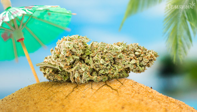 Сорта марихуаны для юга