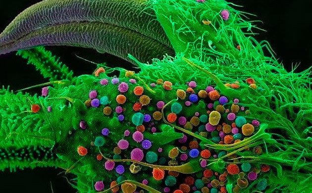 Соцветие конопли под микроскопом Увеличенное соцветие конопли