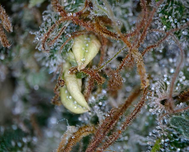 Конопля гермафродит