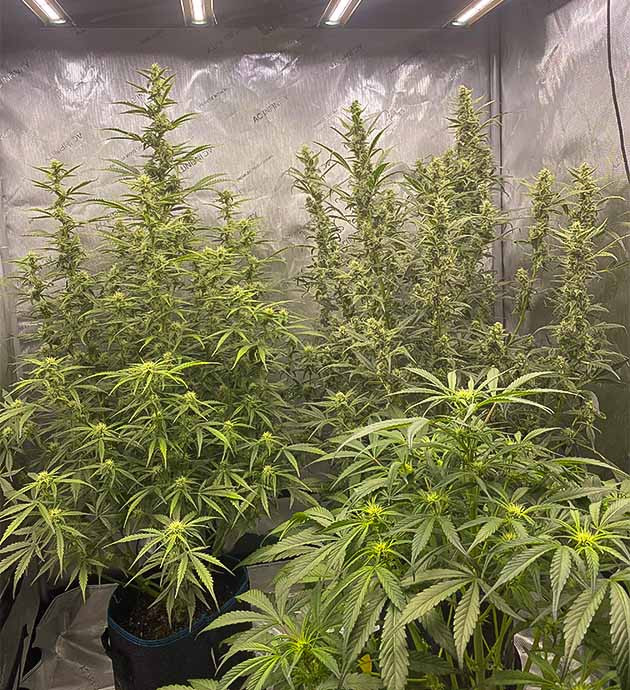 Появление сильного запаха на 8 неделе Четвертая неделя цветения конопли