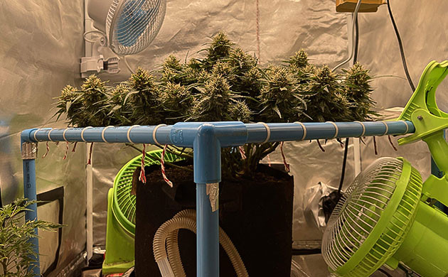 Массивные соцветия на верхушке куста