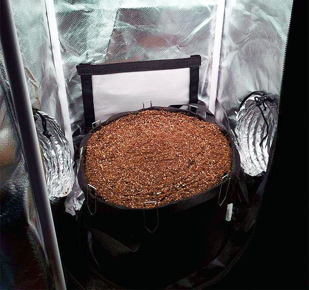 Проращивание Auto Cinderella Jack Проращивание семян конопли Auto Cinderella Jack