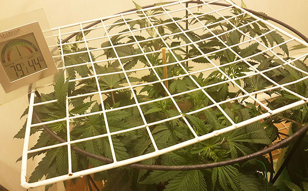 Сетка ScrOG над кустом