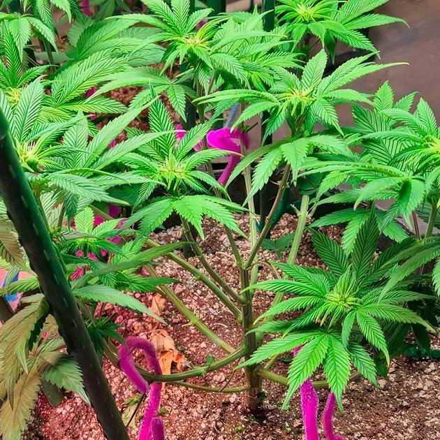 Куст White Wedding RBX на 8 неделе выращивания