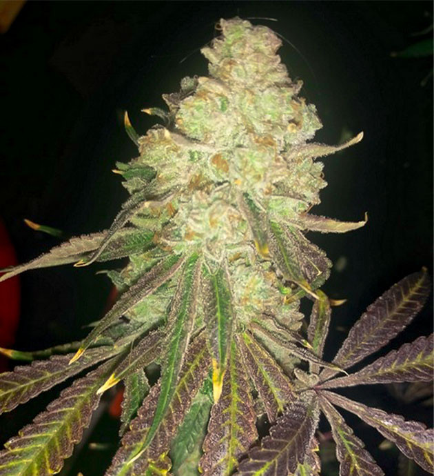 предхарвест кустов Wedding Gelato