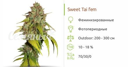 Sweet Tai fem от Sweet Seeds