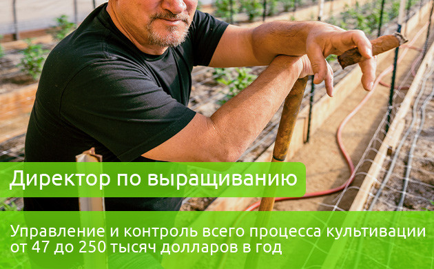 Зарплата директора по выращиванию 47-250 тыс. долларов