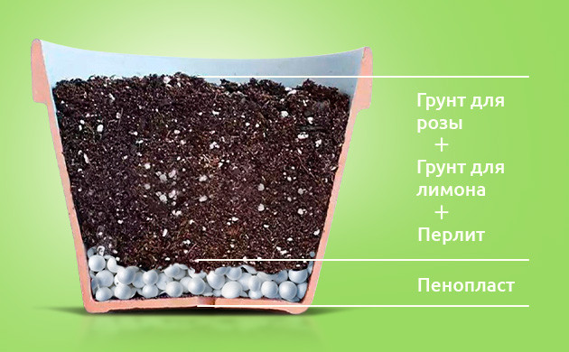 выбор среды выращивания