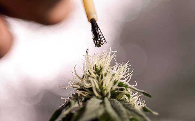 Процесс опыления: простые способы Эффективные методы опыления конопли