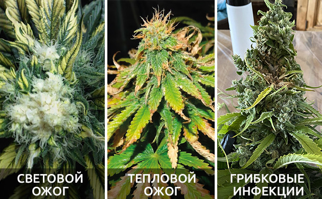 Болезни шишек конопли