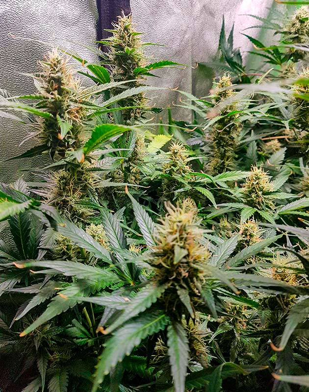 Куст Skywalker Haze на цветении