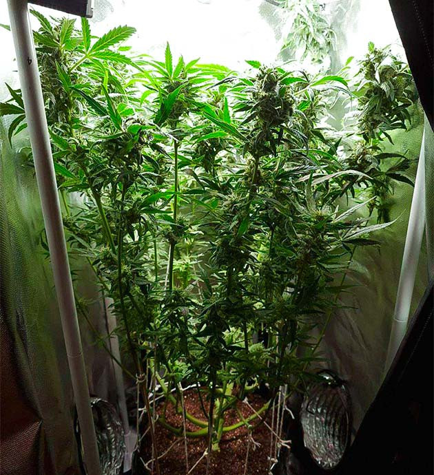 Предхарвест Auto Cinderella Jack Какие удобрения нужны на фазе цветения