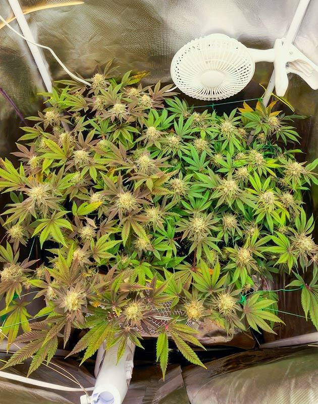 Кусты Poddy Mouth на 13 неделе выращивания