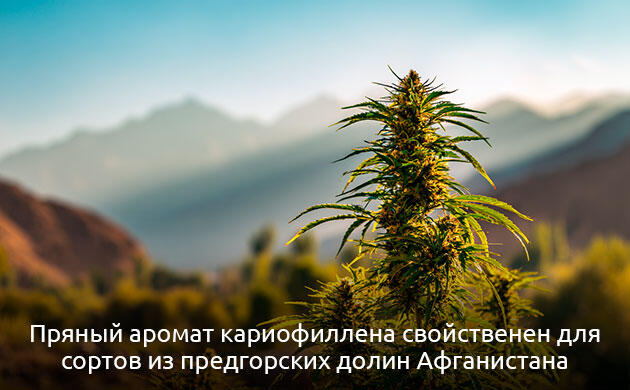 Кариофиллен в конопле