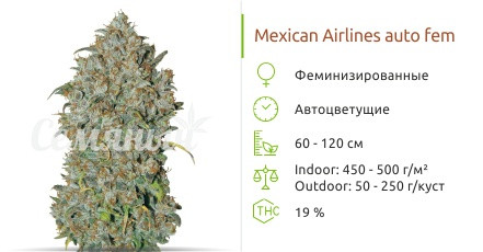 Mexican Airlines Auto от FastBuds