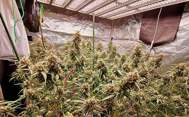 Потемнение стигм на 13 неделе Верхушки цветущей конопли