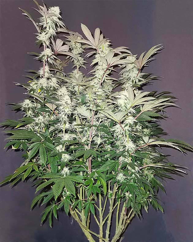 Пятнадцатая неделя выращивания Белоснежные соцветия на кусте конопли