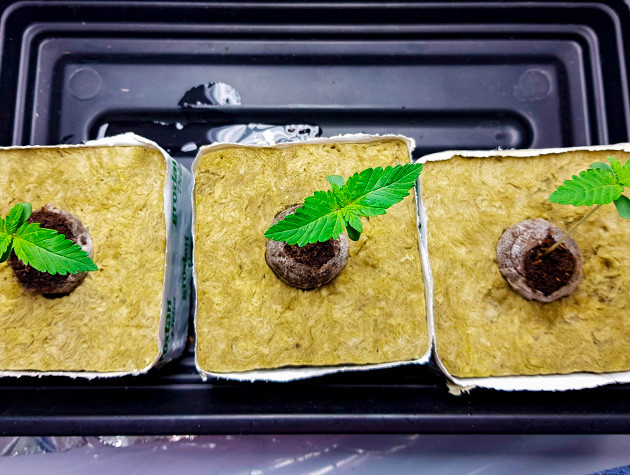 Выращивание сорта марихуаны Shiskaberry