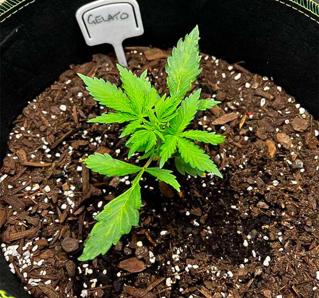 Росток Gelato на 2 неделе выращивания