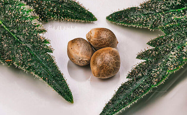 Преимущества использования перекиси водорода при старте цикла грова Безопасное проращивание семян конопли с использованием перекиси водорода