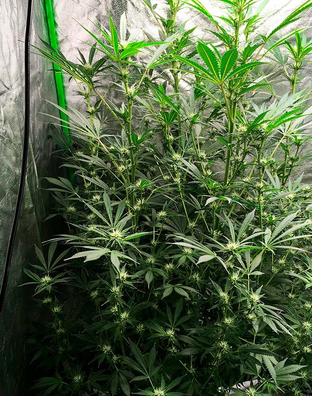 Ускоренный рост в период цветения и наблюдения Рост в фазе цветения и наблюдения