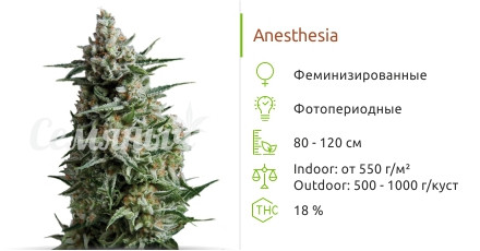 Сорт марихуаны Anesthesia Anesthesia от Pyramid Seeds