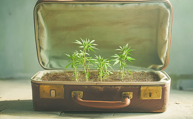 История происхождения Skunk #1 Происхождение сорта марихуаны Skunk