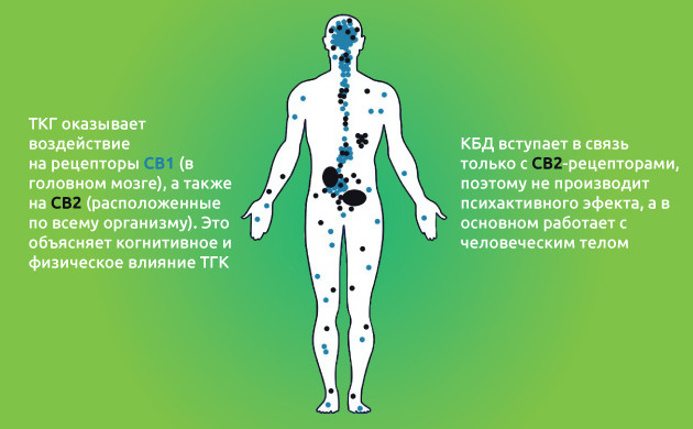 КБД-масло: процесс получения и свойства Как получают КБД-масло?