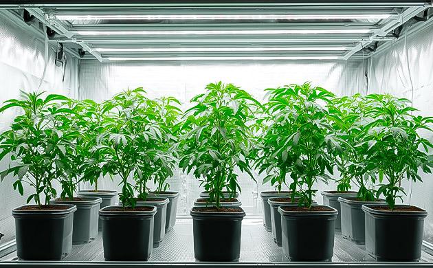 Стабильность и синхронное развитие семян Гомогенность