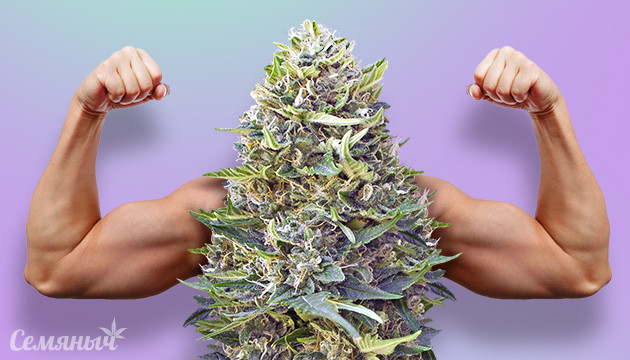 Протеин из семян конопли