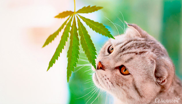 Кот нюхает лист конопли