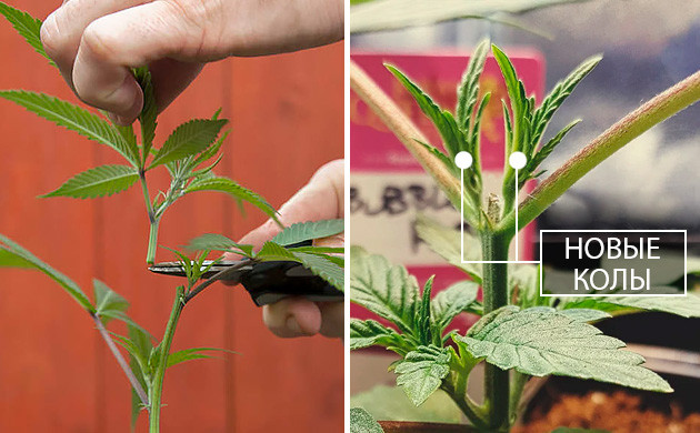 Обрезка верхушки куста