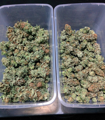 Урожай шишек Fruit Punch fem Собранный урожай Fruit Punch fem