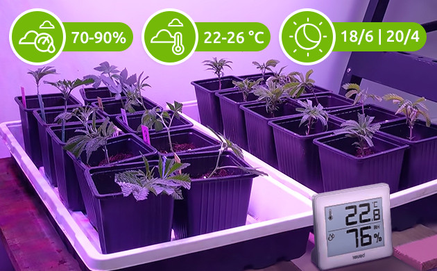 Влажность, температура и режим освещения для клонов