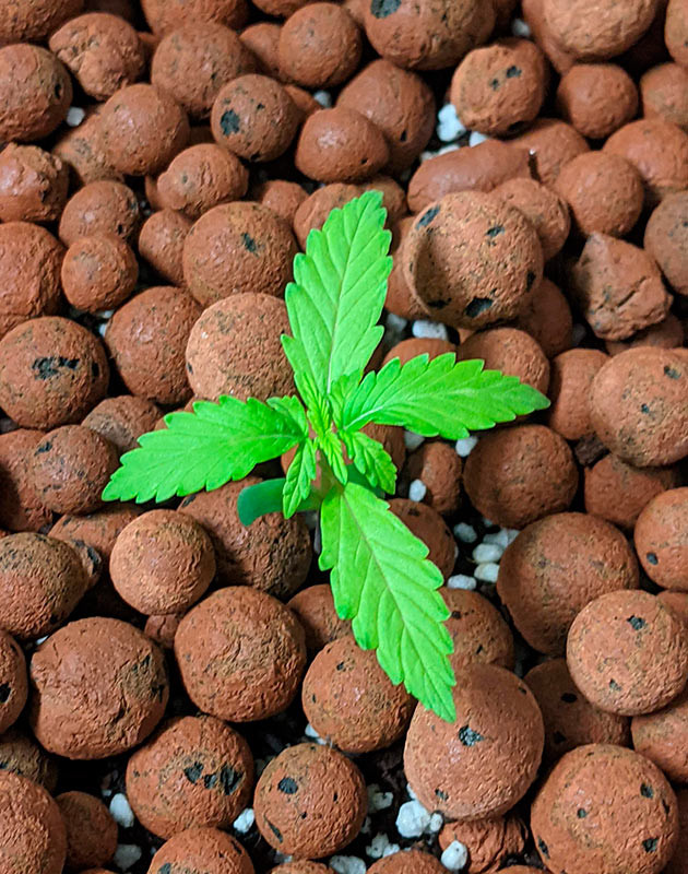 Развитие ростка Gorilla Glue Auto Гроурепорт Gorilla Glue Auto