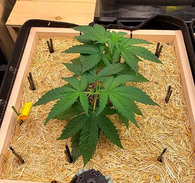 Куст Gorilla Glue #4 от Blimburn Seeds на стадии вегетации