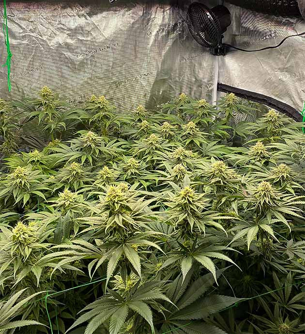 Куст марихуаны King's Juice от Green House Seeds
