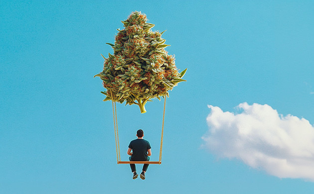 Легендарное семейство Kush Сорт конопли Kush