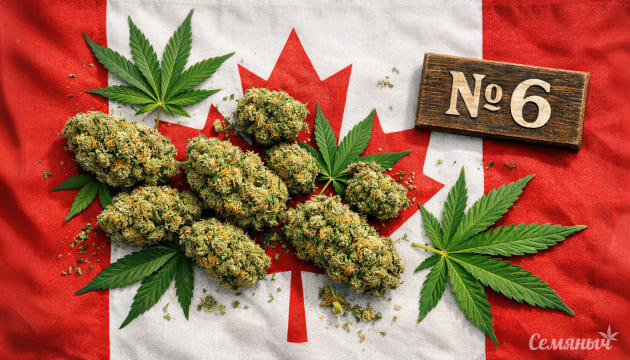 Каннабис гораздо безобиднее алкоголя: результаты исследований в Канаде