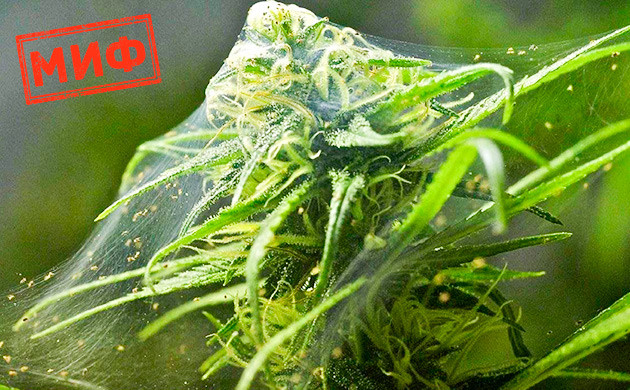 Конопля в ауте беззащитна перед вредителями Каннабис, выращенный в ауте, может быть испорчен вредителями, плесенью и грибком