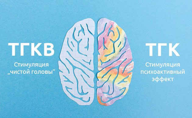 Эффект ТГКВ и ТГК Психоактивность ТГКВ и ТГК