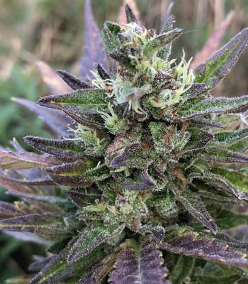 Трихомы Pineapple Express Auto