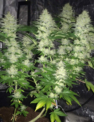 Промывка кустов перед харвестом Куст с большими шишками