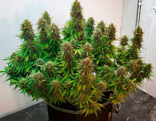 Lemon Pie на 12 неделе роста Соцветия покрывающую всю колу